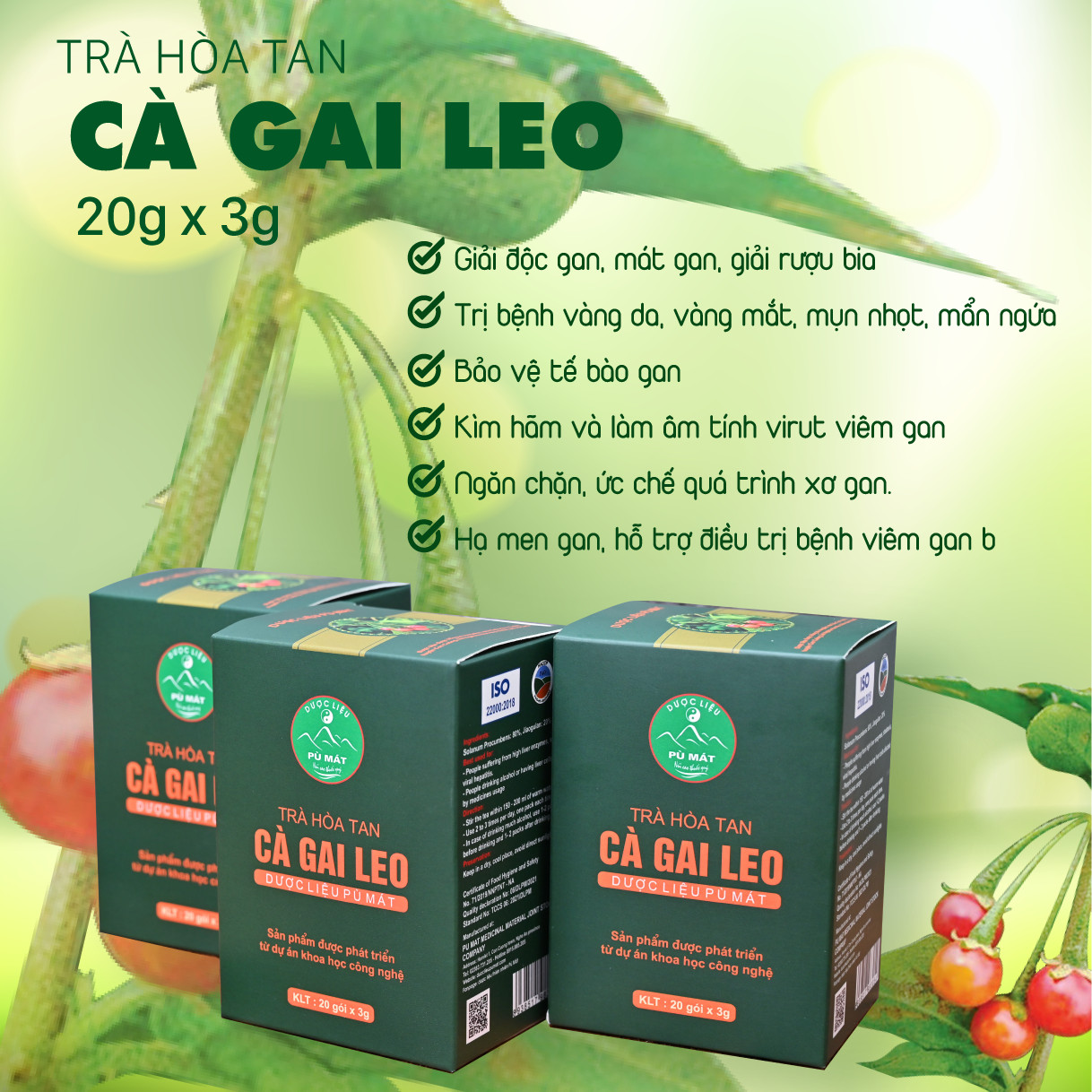 Trà hòa tan cà gai leo Pù Mát